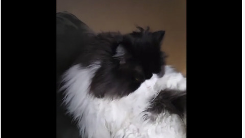 Long-haired cat documents struggles of self cleaning