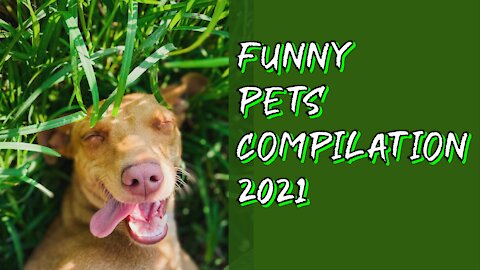 🤡🤡❤❤ Funniest pets Try Not To Laugh (compilatio 2021)