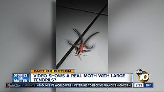 Frightening bug caught on camera?