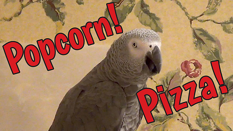 Chatty Parrot Talks About Popcorn And Pizza