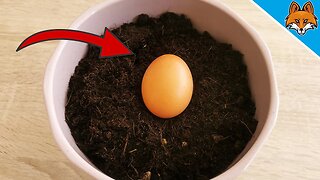 Bury an EGG in your Garden Soil and WATCH WHAT HAPPENS 💥