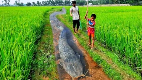 Belive this fishing techniques!Smart boy catching big fish by teta in drean😱