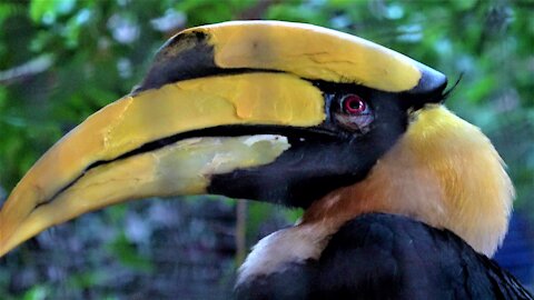 The great hornbill is a beautiful bird that builds itself a prison