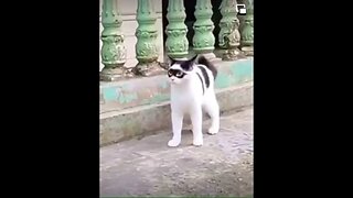 The Cat Burglar #Cats #FunnyCats #FunnyVideos