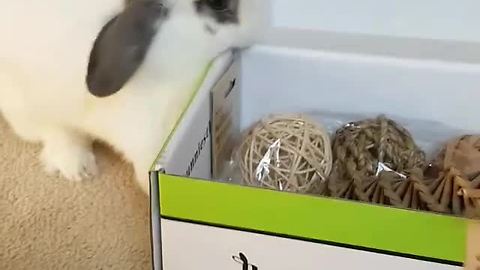 Rabbit super thrilled to receive bunny-themed gift box