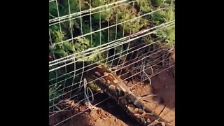 WATCH: Southern African python caught in an electric fence rescued in northern KwaZulu-Natal