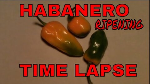 Habanero Ripening Time Lapse
