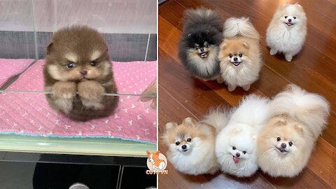 😍 Mini Pomeranian - Funny and Cute Pomeranian Videos 😍