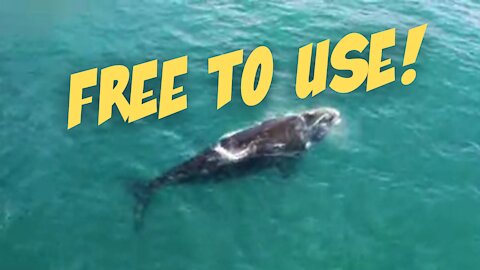 Southern Right Whale Swimming