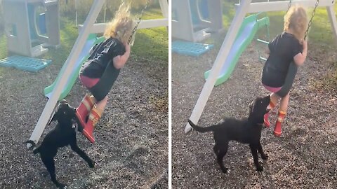 Remarkable puppy learns how to push toddler in a swing