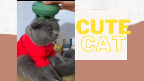 cute cat funniest video /cute n cute /cute cate sound /cute cat amazing video/cute cat cute video /