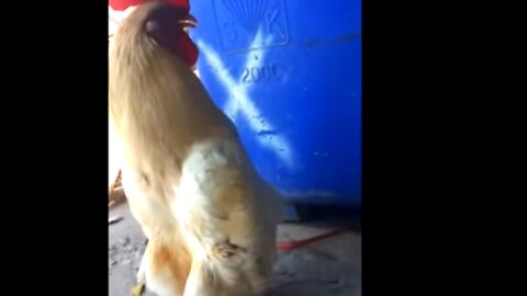 A Really Long Chicken