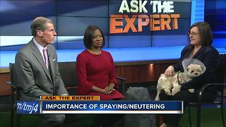 Ask the Expert: Why spay and neuter your pates?