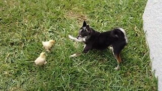Gentle dog adorably plays with baby chickens