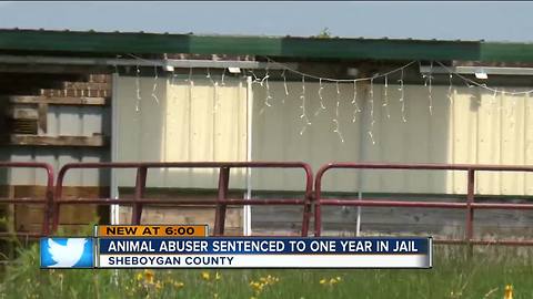 Animal abuser sentenced to one year in prison