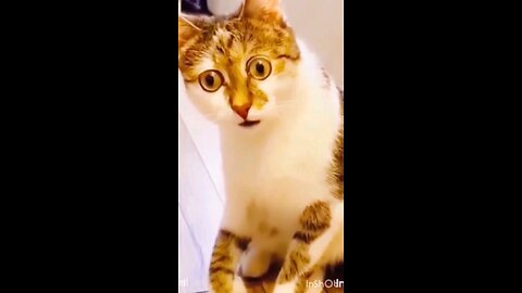 funny animal movie 😅😂 #funnyanimals #cat #dog