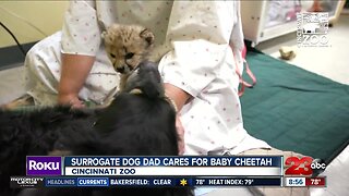 Surrogate dog dad cares for baby cheetah
