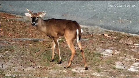 Deer Grazing by The Lagoon 🌲 12/08/22 15:56