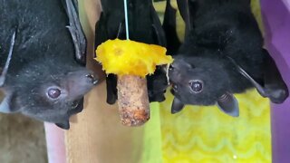 Watch More Cute Baby Flying Foxes Eating Mango Kebabs In Terrie's Bat Aviary
