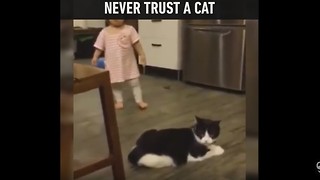 Never Trust a Cat