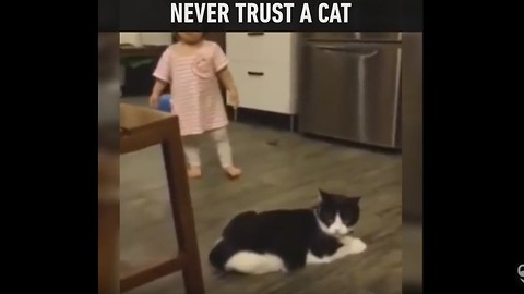 Never Trust a Cat