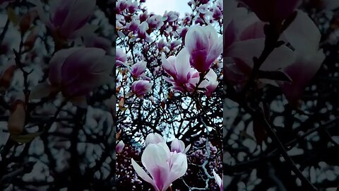 Magnolia blossoms, you are so beautiful! ❤️🌸🍀🇨🇦