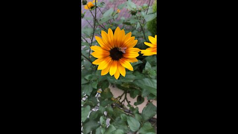 Japan Honeybee on a flower