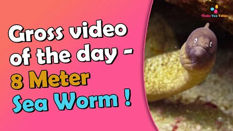 Terrifying 8m Giant Sea Worm Will Not Let You Sleep What Exactly Is It