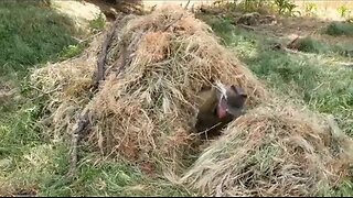 PRIMITIVE SURVIVAL, Grass Debris Shelter