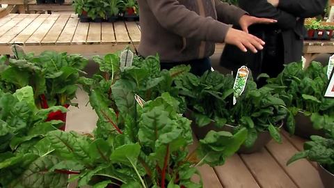 Mark's Garden: Lettuce
