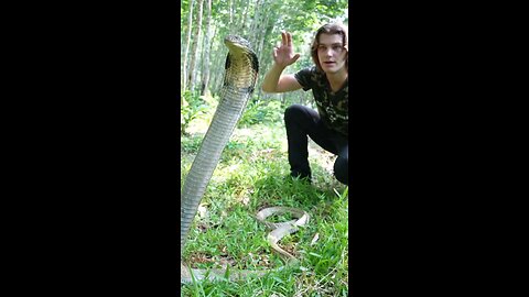 My top 10 FAVOURITE animal encounters of 2023 ‼️ Number 3 (King Cobra)