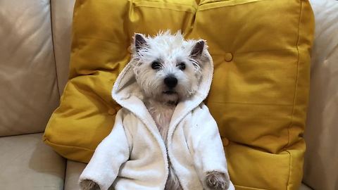 Westie chills out on couch while wearing robe
