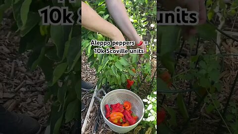 Aleppo Pepper 🔥 Summer Harvest
