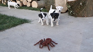 Jack Russell Pups Can't Figure Out If They Can Trust This Huge Robotic Spider