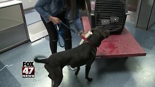 California dog found in Michigan