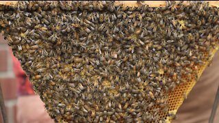 Bees: The amazing global pollinators