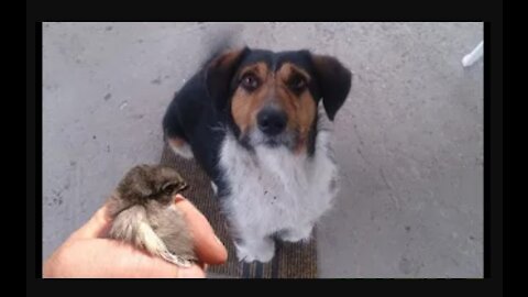 Pure Love - My Dog and Chicken Friend - Real Friends in Good Vibration Sleeping Together