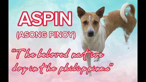 Aspin (Asong Pinoy) The Beloved Native Dogs of the Philippines