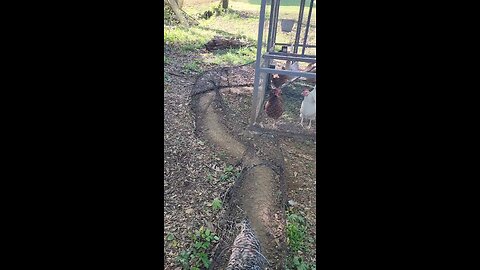 Poultry farming Techniques