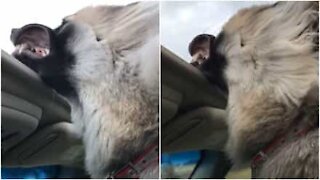 Gengive al vento: un cane a spasso su una decappottabile!