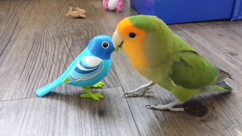 Curious parrot fascinated by mechanical bird