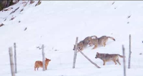 Cão enfrenta três lobos num jogo ameaçador