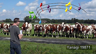 Burping Conductor 'Moo-Zart' Puts On Symphony For Delighted Cattle