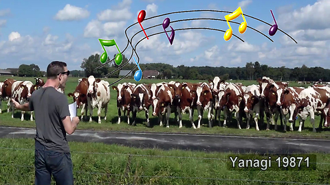 Burping Conductor 'Moo-Zart' Puts On Symphony For Delighted Cattle
