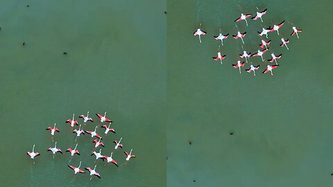 Flamingos flying in pairs