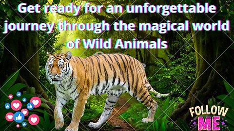 Get ready for an unforgettable journey through the magical world of Wild Animals!