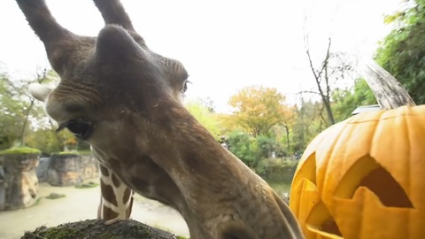 Black bears, giraffes and otters have a pumpkin party!