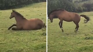 Crazy horse gets zoomies out of nowhere