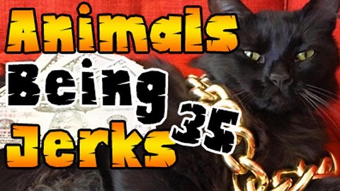 Animals Being Jerks #35