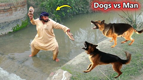 Dogs vs Man Fight || dogs funny video 2022